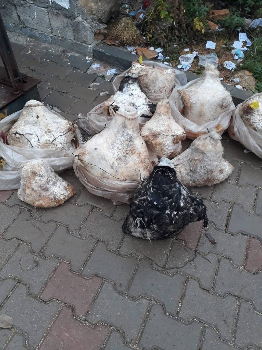 Mucize lezzet, Konya’da inlerden çıkmaya başladı 5